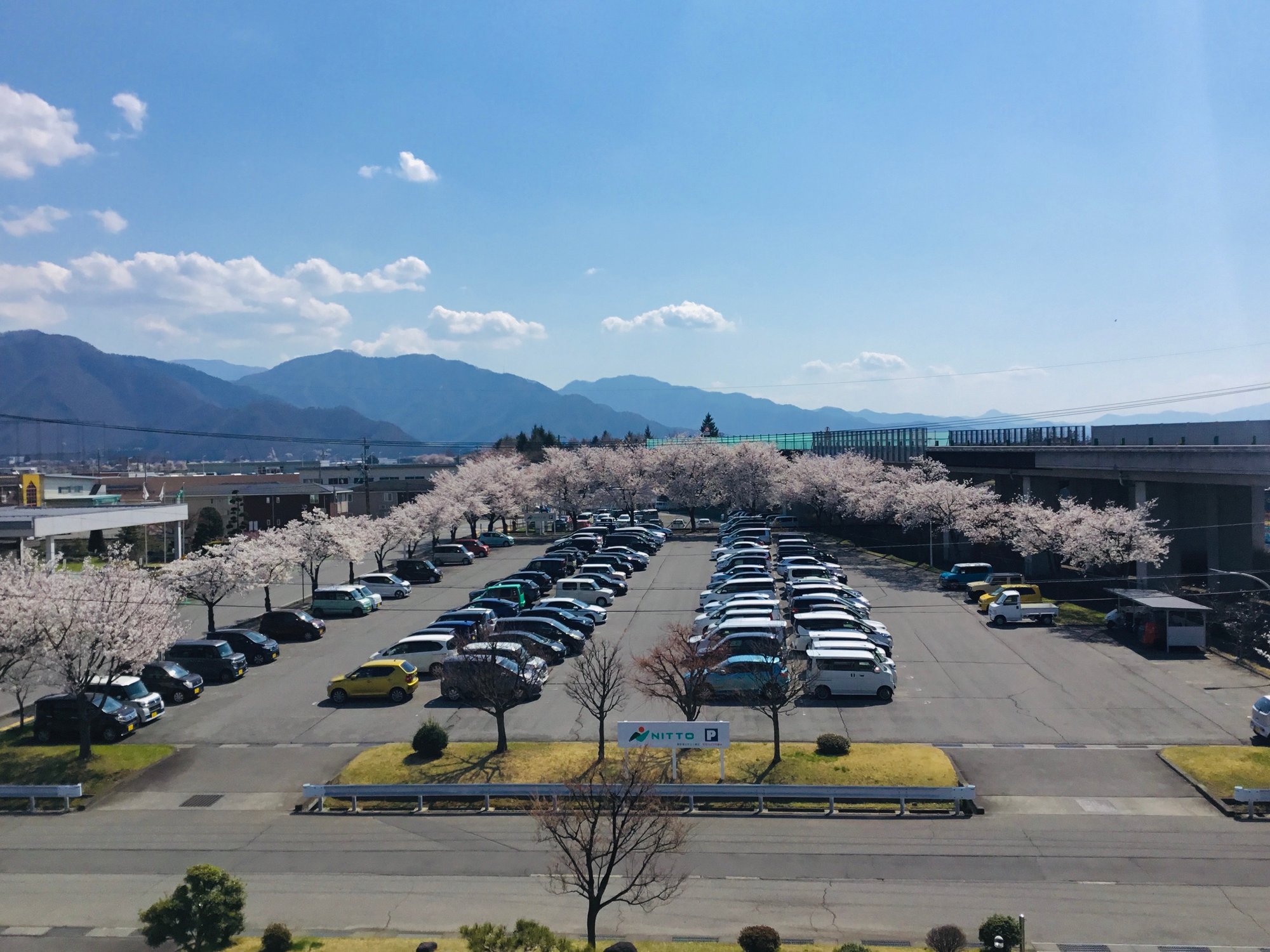 20240412_社屋からの桜-1