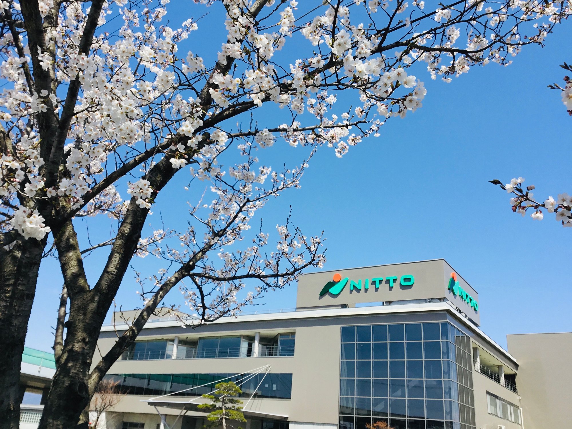 20240412_社屋と桜