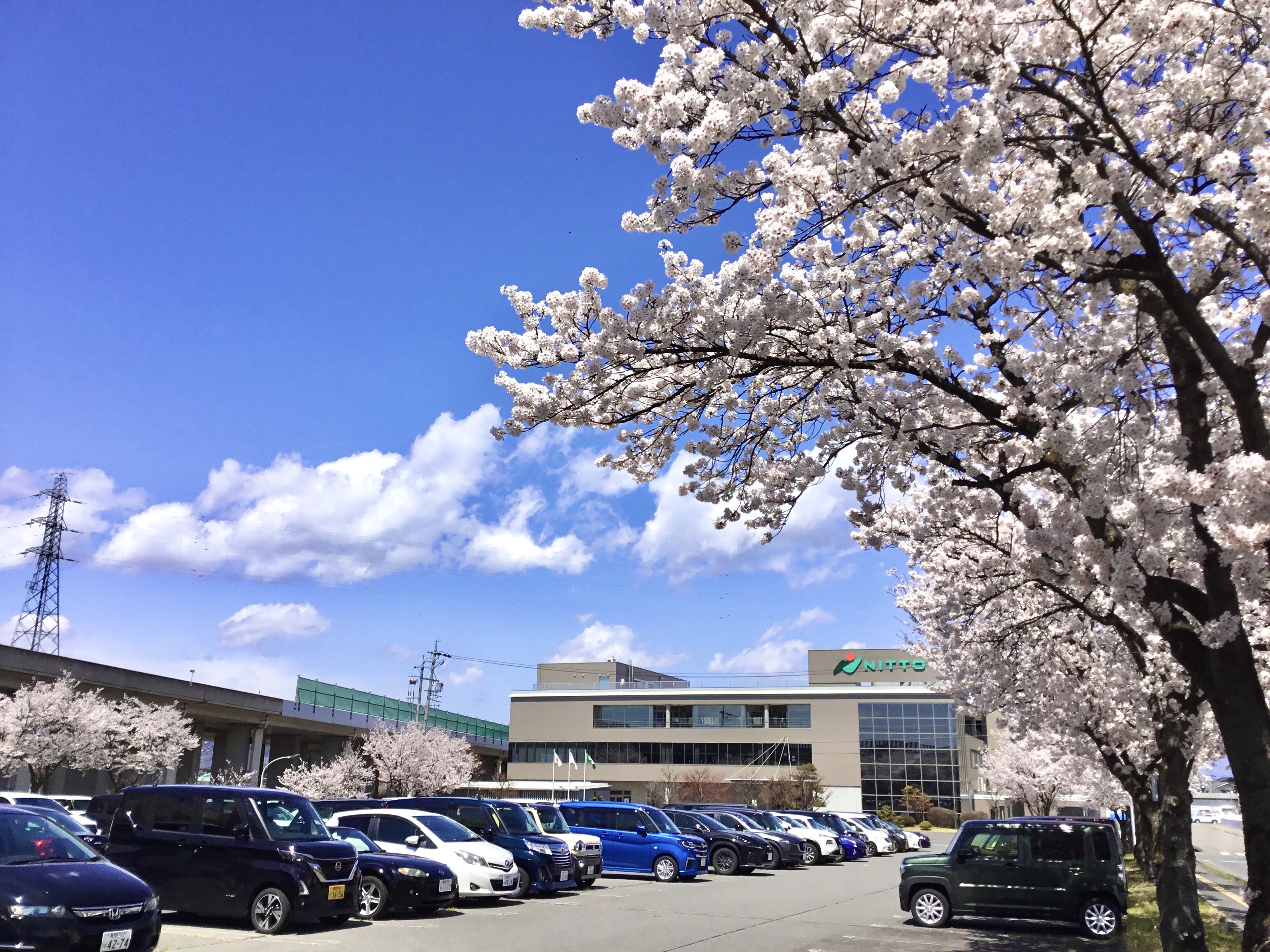 今年もニットーの桜が満開になりました！